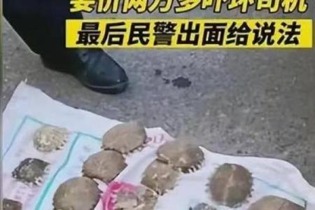 鳖和什么属火相配(鳖与哪些属火的生肖最佳搭配)