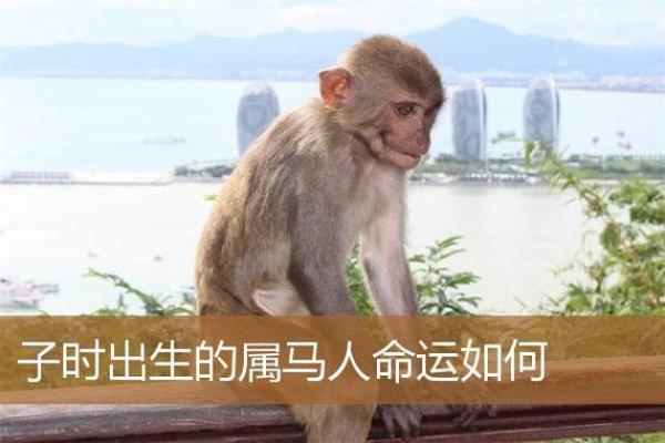 婚姻属马与属猴相配不(婚姻中属马和属猴的搭配如何)