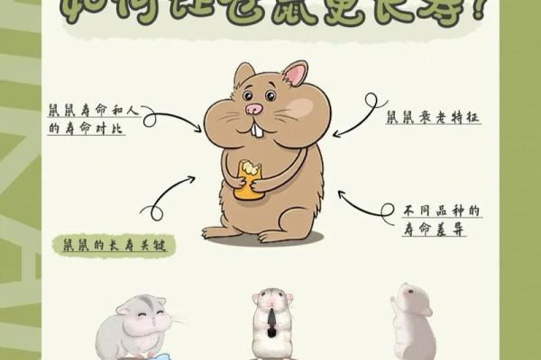 2008年属鼠的寿命多少,2008年出生鼠年人的平均寿命如何