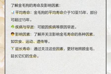 金毛生辰八字命理分析 金毛的生辰八字与命运关系