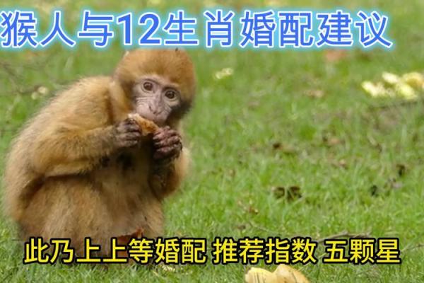 猴年与属什么相配相克(猴年生肖配对与相克关系)