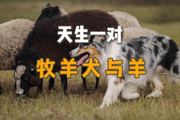九四年属什么狗和羊相配(九四年属狗与羊的最佳配对)