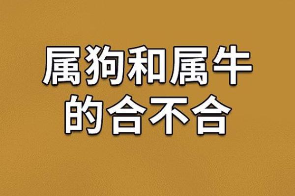 94年属狗与属牛女相配(94年狗与牛女的婚配情况)